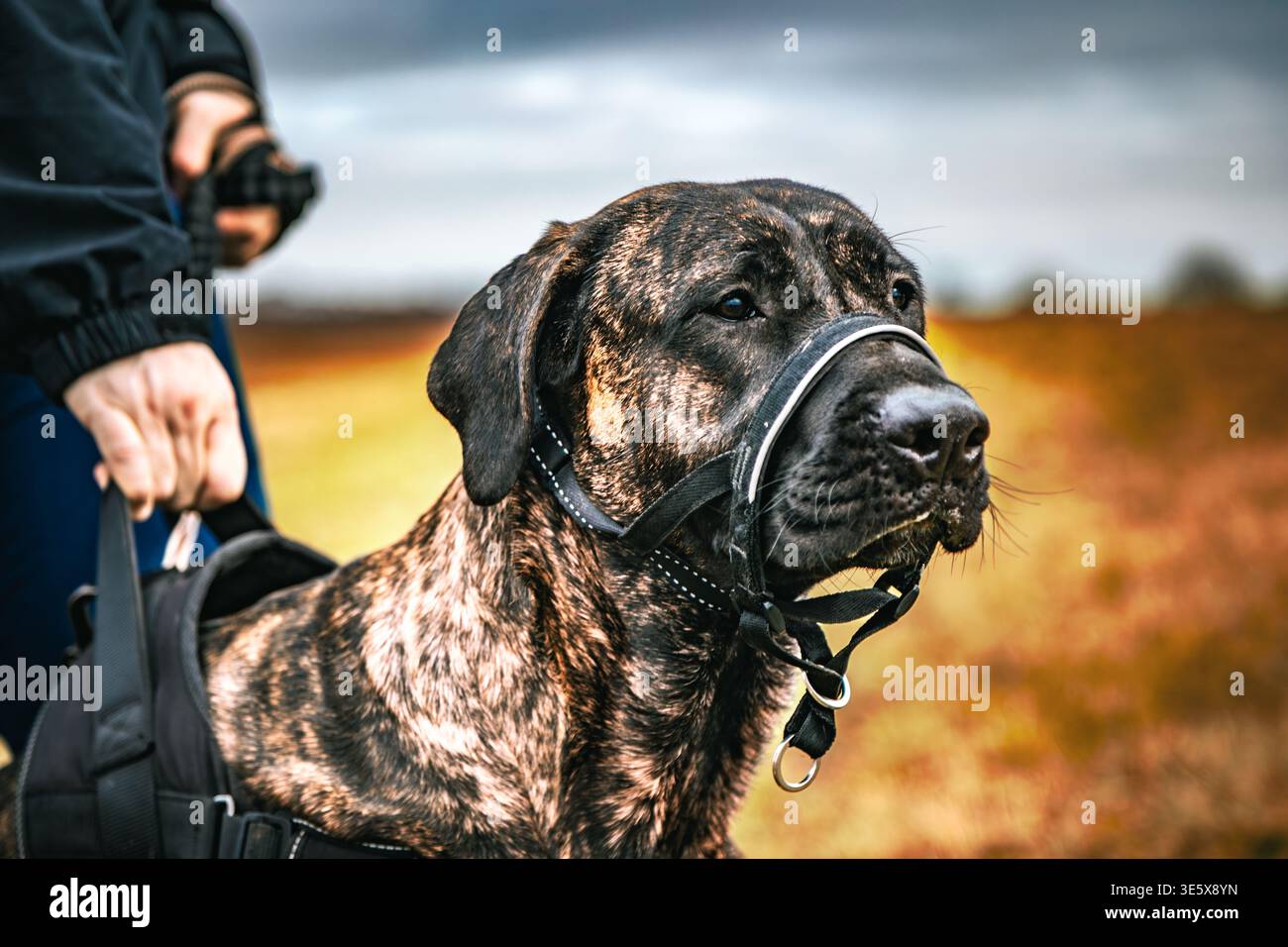 Happy guard dog harness hi-res stock photography and images - Alamy