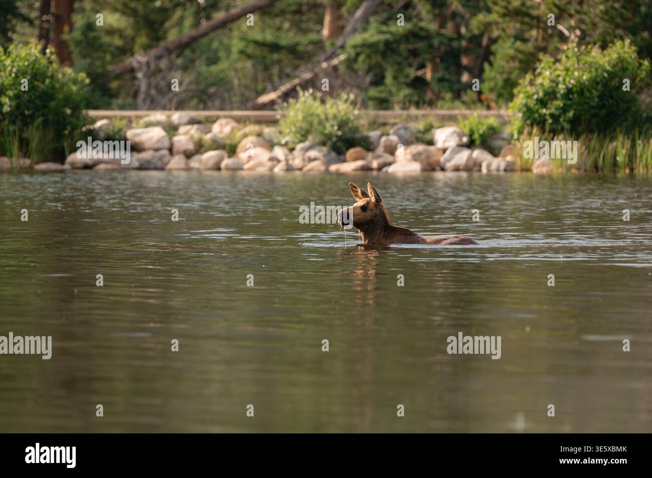 Young moose calf swimming alone in deep mountain lake with water Stock Photo