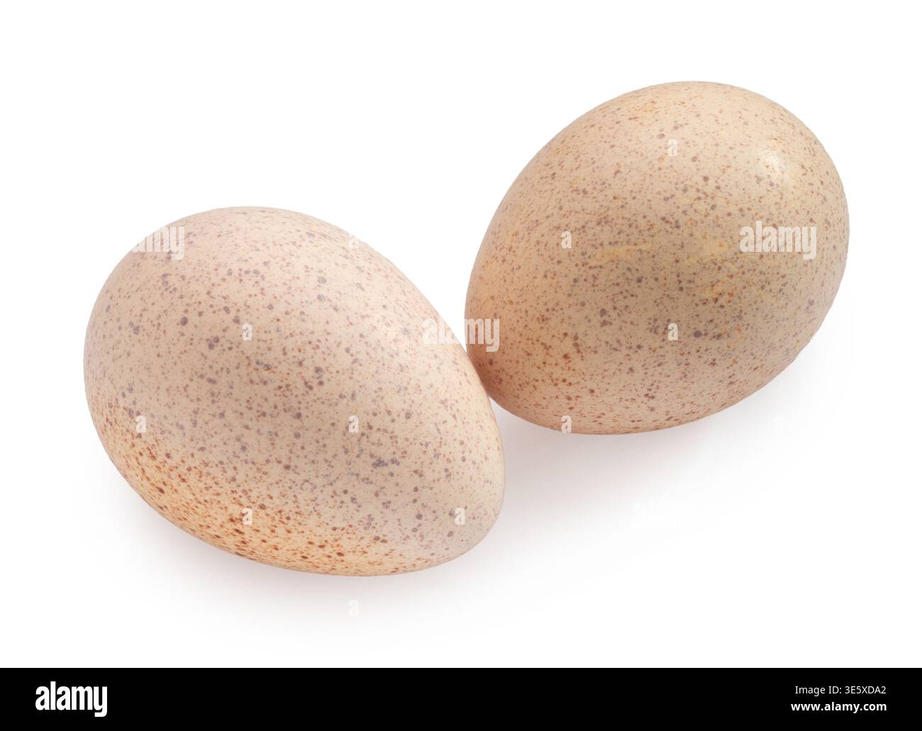 Turkey eggs clipping path isolated on white background Stock Photo