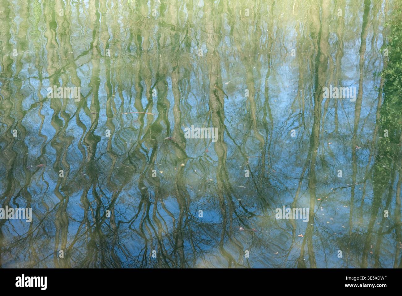 Abstract reflection of leafless trees is visible on the surface of calm river water creating wavy distortion patterns Stock Photo