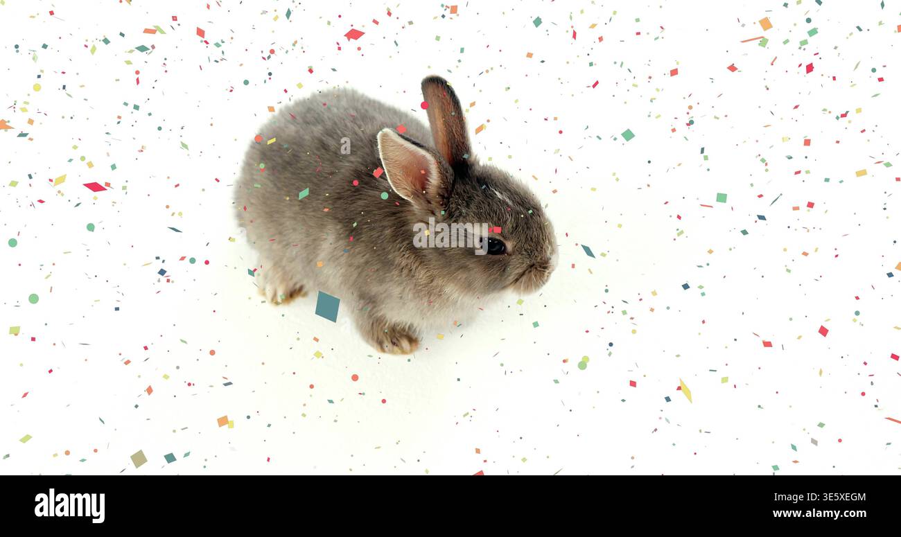 Sitting small gray rabbit resting on white seamless surface, with scattered multicolored confetti Stock Photo