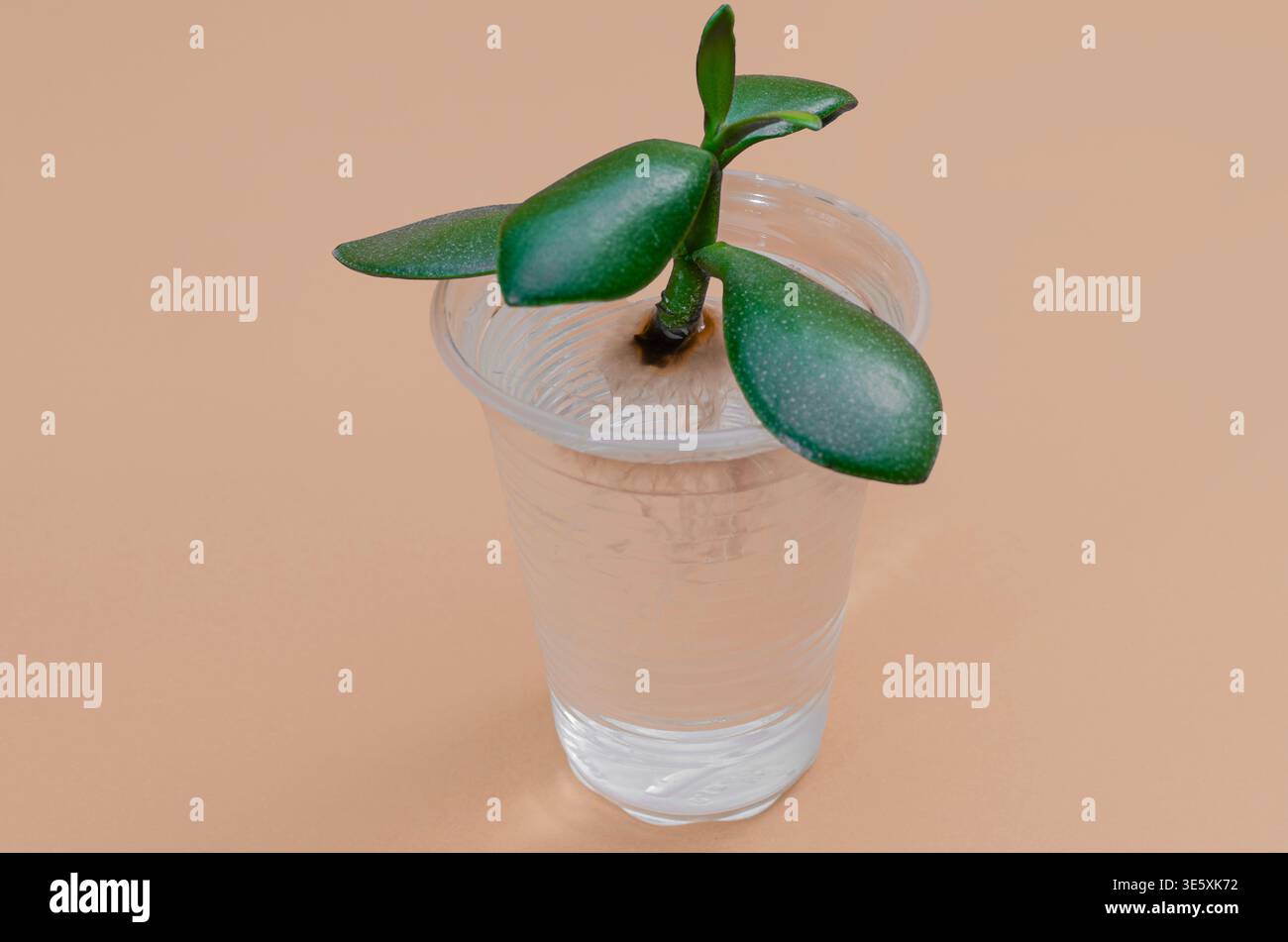 where do i buy indoor plants Large Majesty Palm Houseplant with Planter - Large (3-4' tall) Sand Planter