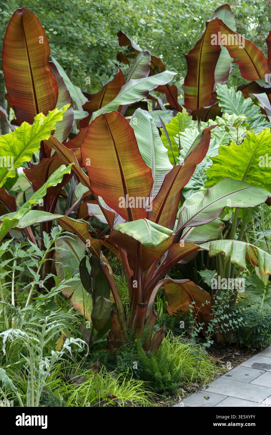 Banane musa ensete hi-res stock photography and images - Alamy