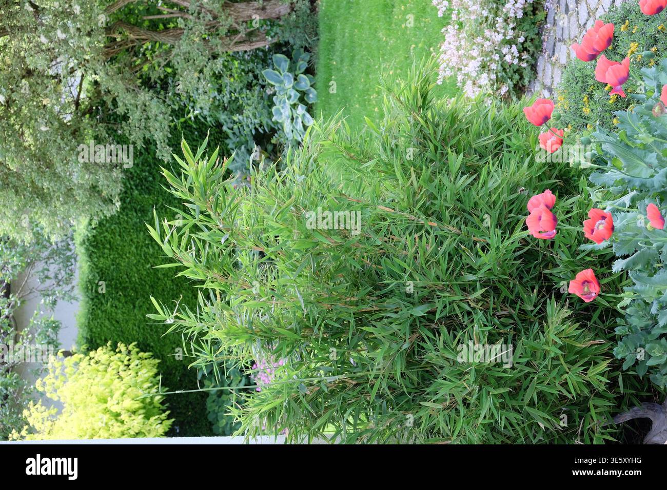 Fargesia murieliae jumbo hi-res stock photography and images - Alamy