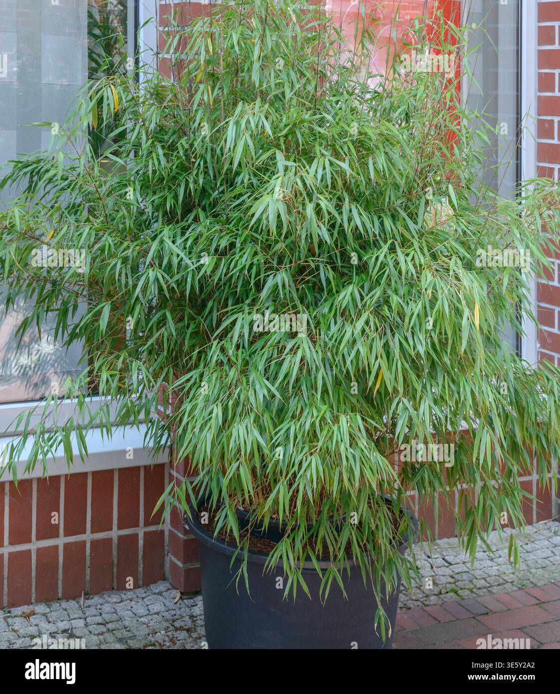 kentia palme ikea Kentiapalme - Howea forsteriana
