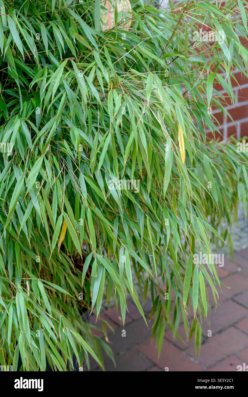 glücksfeder 100 cm Glücksfeder – Zamioculcas zamiifolia - 100 cm main image 0