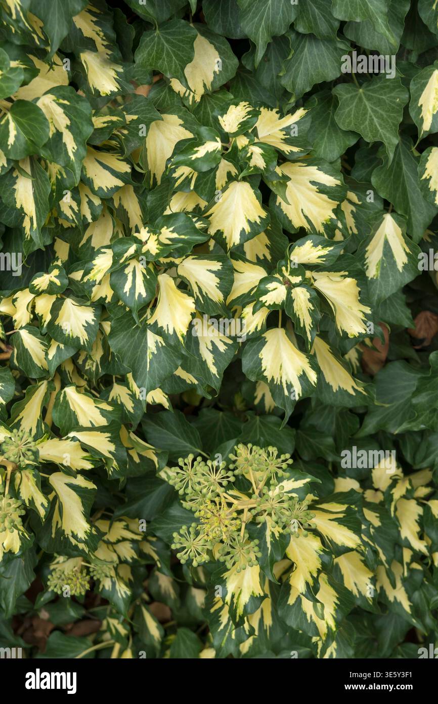 Efeu (Hedera helix 'Goldheart' Stock Photo - Alamy