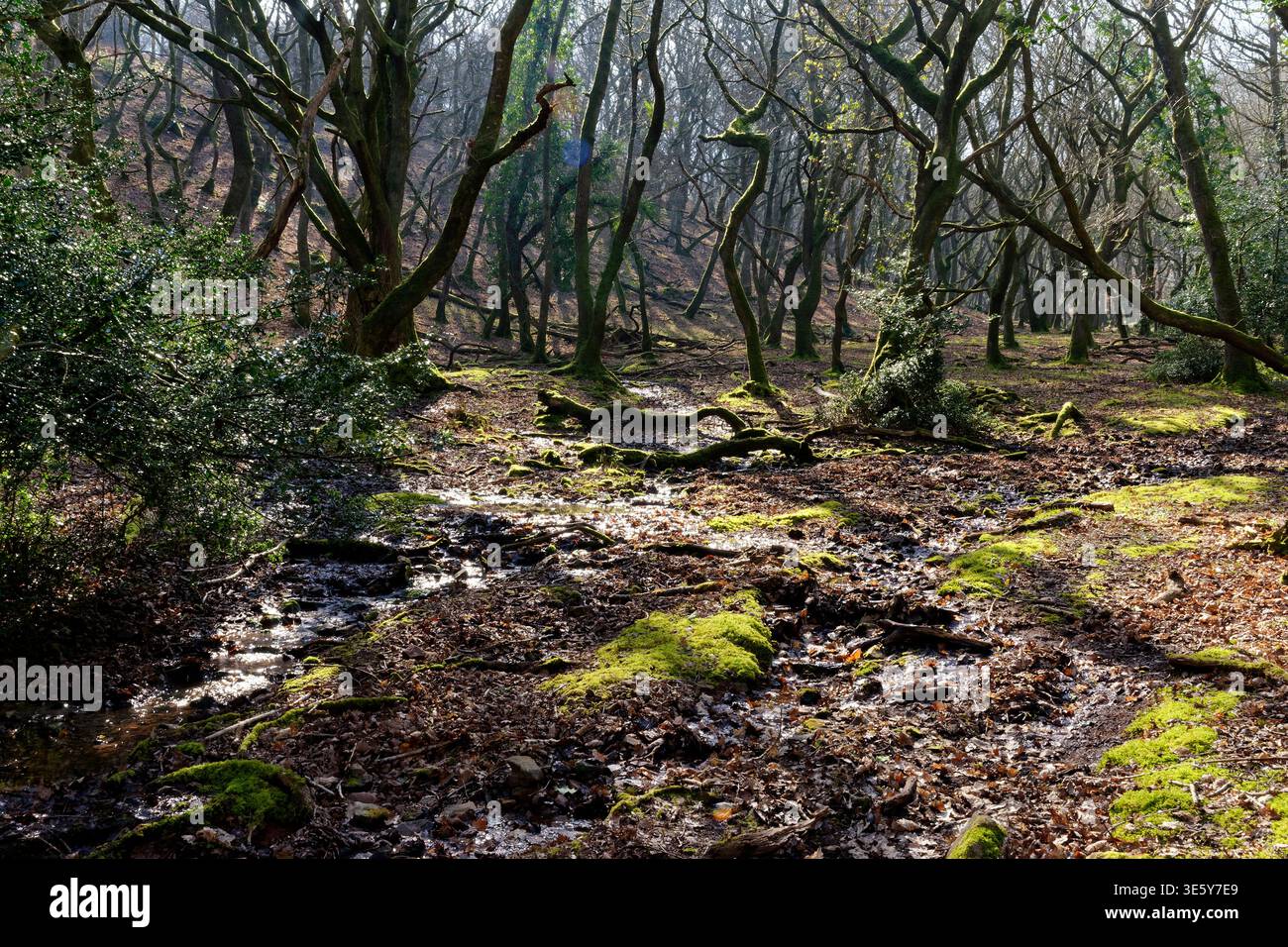 Early Spring View Early Spring view of Oak Woodland in Bin Combe, Nether Stowey, Quantock ...