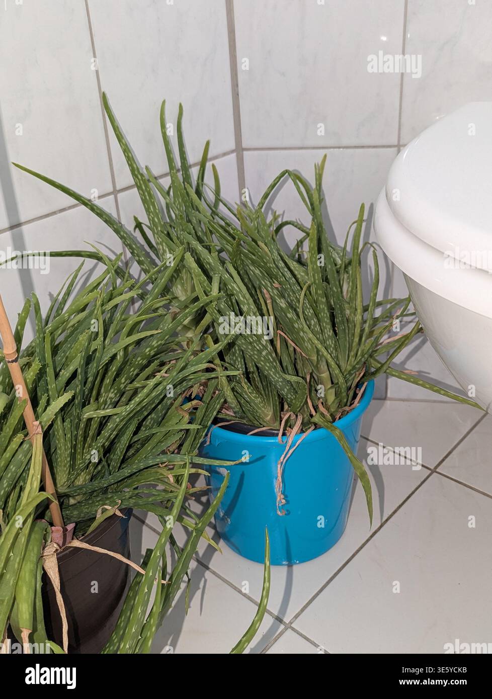 dracaena marginata outside Dracaena marginata 17" free style