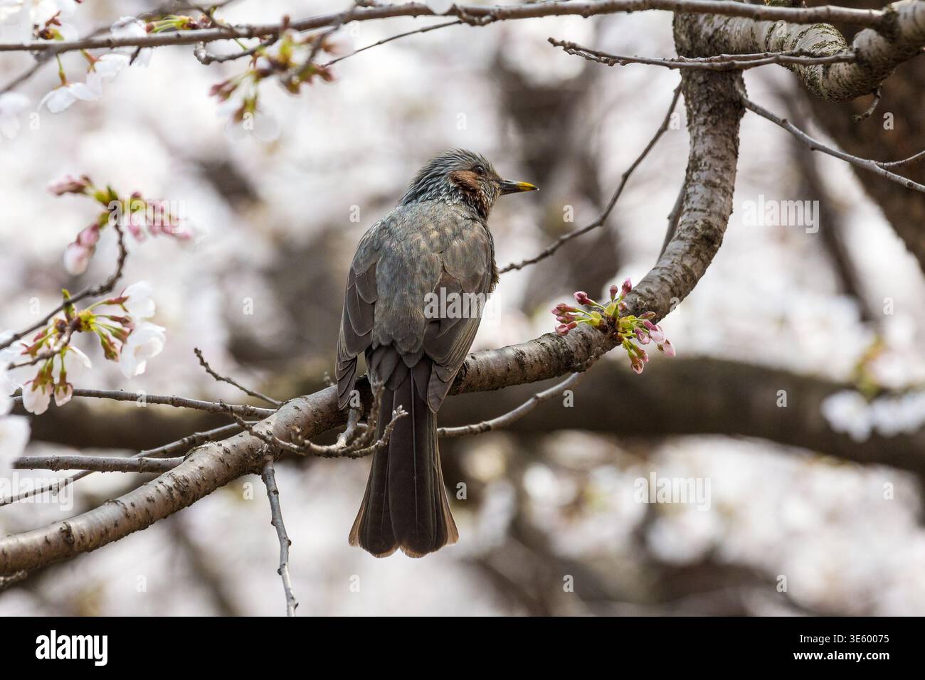 Brown-eared Bulbul perched on a branch of a cherry blossom tree. The bird is the main subject, with a focus on its details Stock Photo