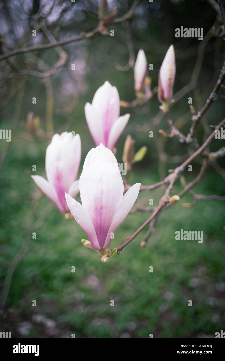 Pink & White Magnolia Blossoms. Stock Photo
