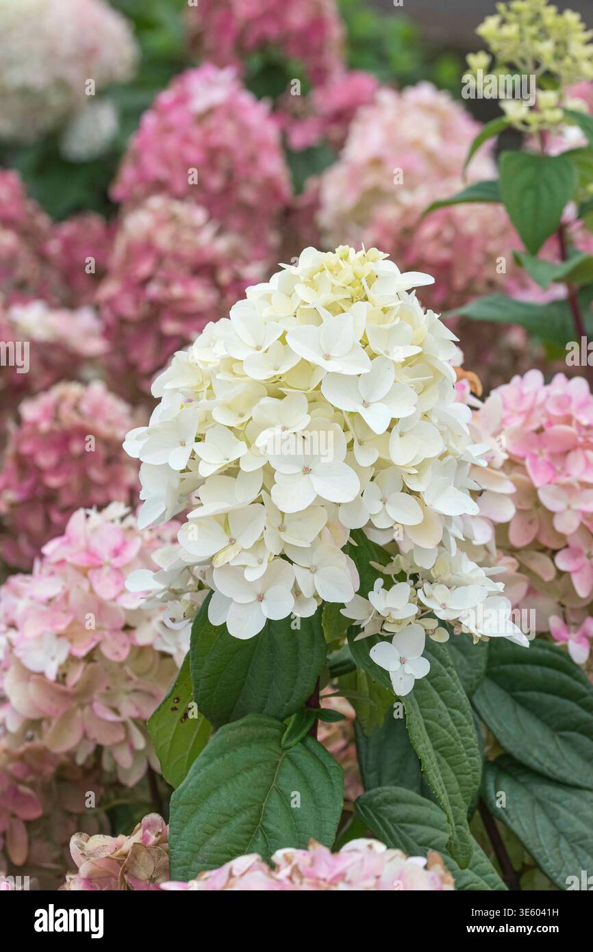 Rispen-Hortensie Hydrangea paniculata FIRE LIGHT McPHRM *** Panicle hydrangea Hydrangea paniculata FIRE LIGHT McPHRM McPHRM Stock Photo