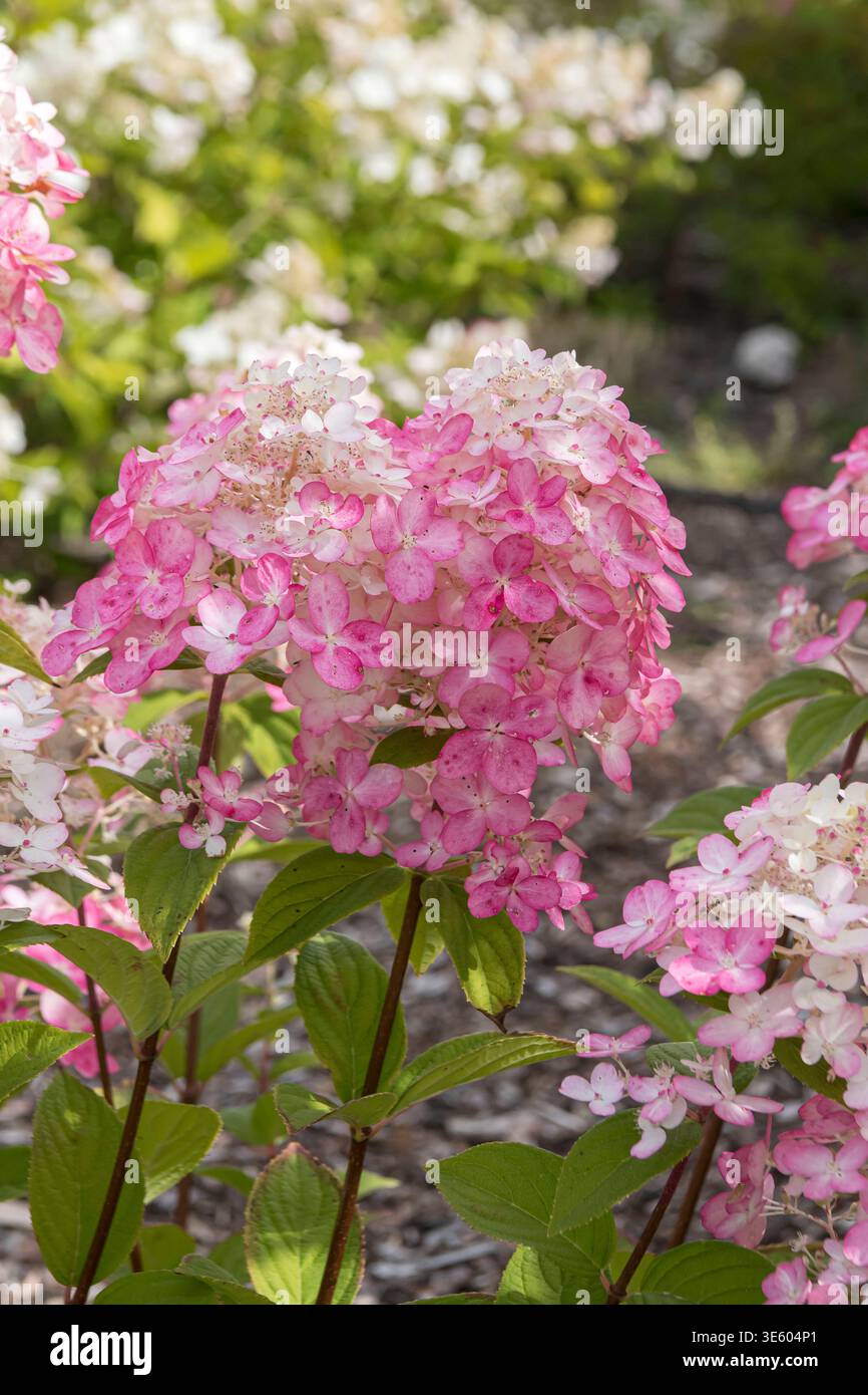 Rispen-Hortensie Hydrangea paniculata FIRE LIGHT McPHRM *** Panicle hydrangea Hydrangea paniculata FIRE LIGHT McPHRM McPHRM Stock Photo