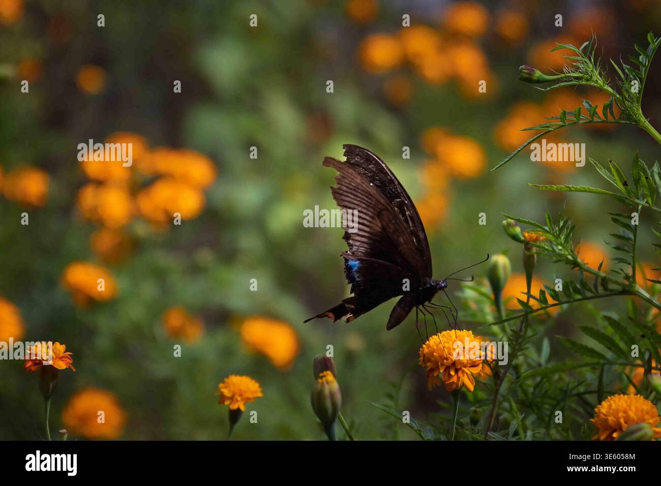 Chinese Peacock butterfly feeding on a yellow marigold plant Stock Photo