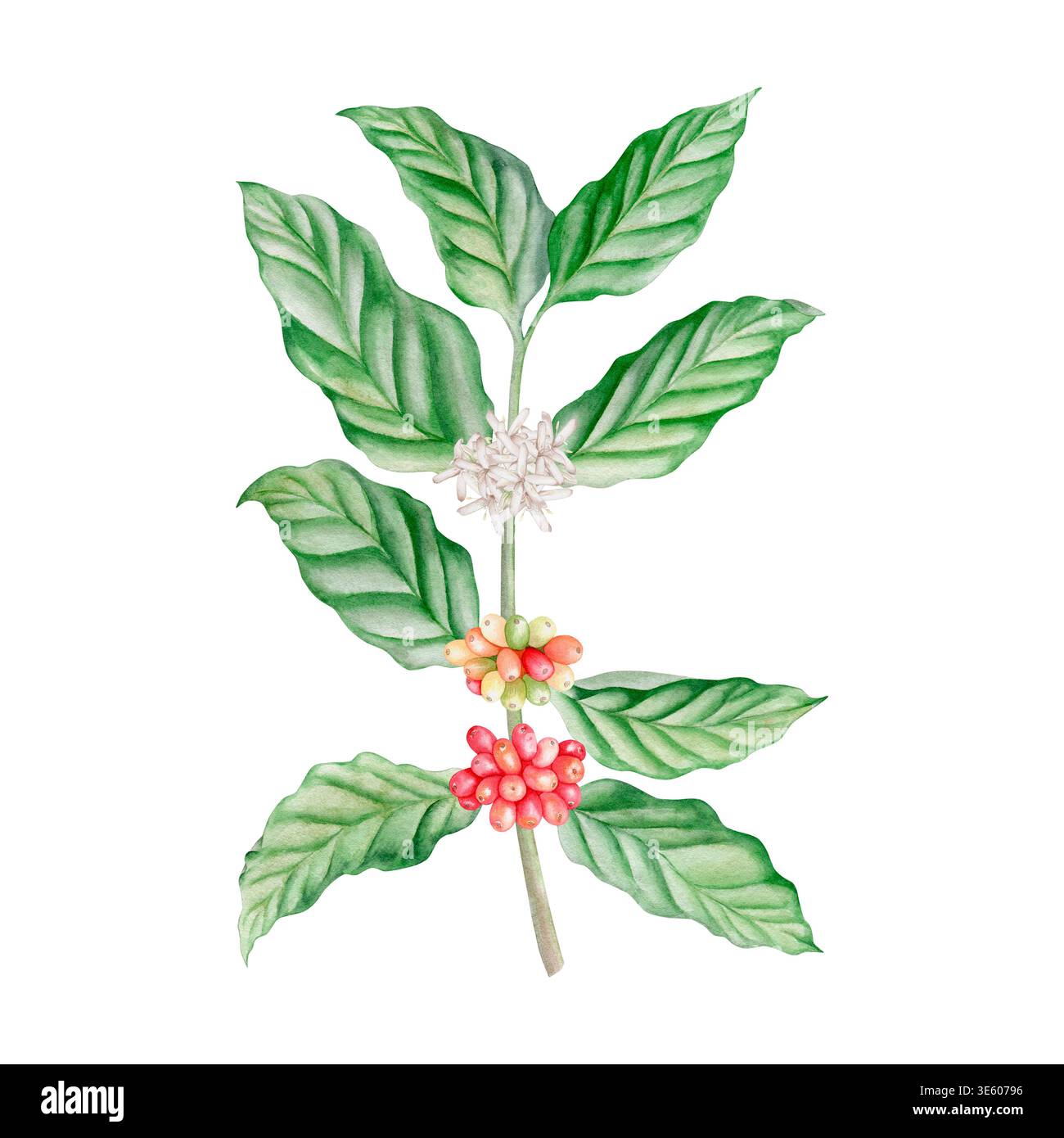 Watercolor coffee branch with white flowers and red cherries isolated  illustration. Hand drawn coffee plant of arabica tree in botanical style  Stock Photo - Alamy