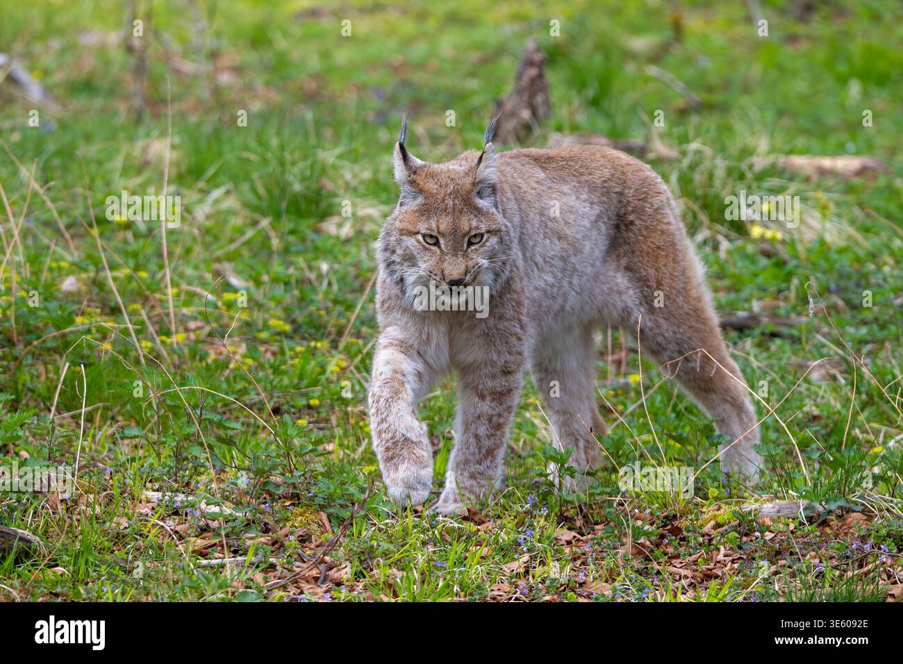 Lynx in the spring hi-res stock photography and images - Alamy