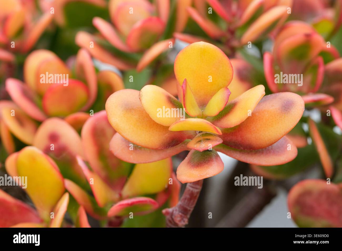 Jade plant hummels sunset hi-res stock photography and images - Alamy
