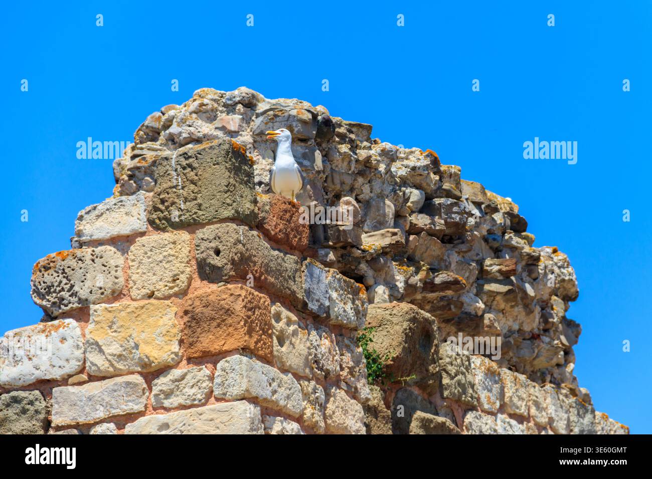 Seagull standing on the old stone wall Stock Photo