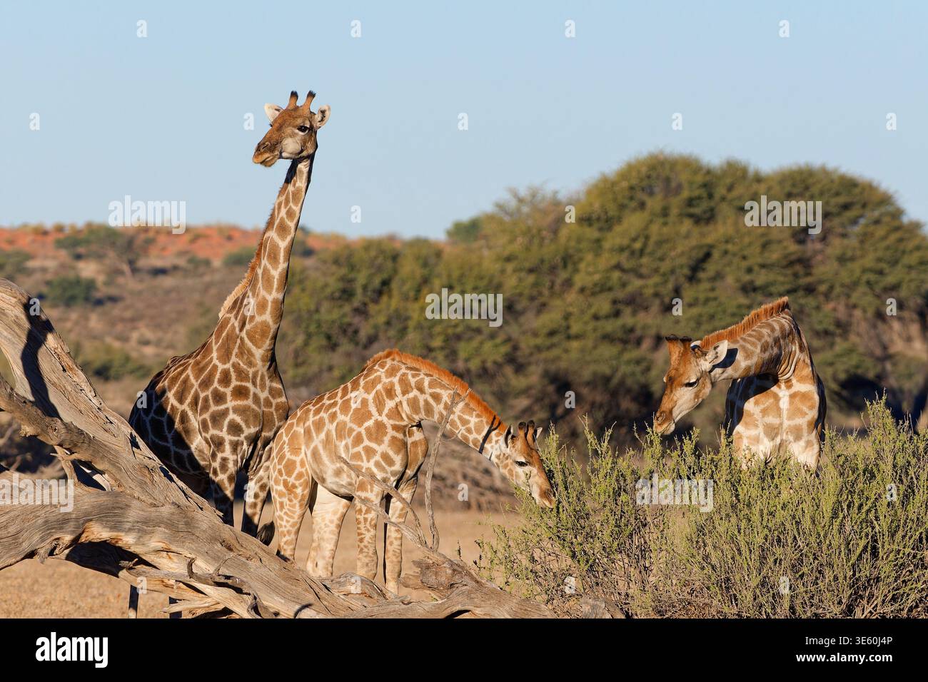 Group of giraffes eating leaves hi-res stock photography and images - Alamy