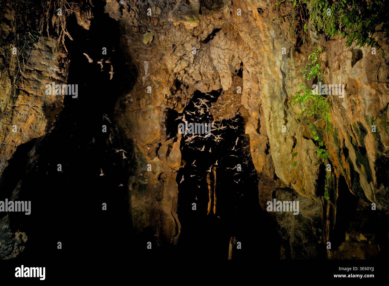 Wild bats flying inside dark limestone cave, large colony in flight, motion blur wings, dramatic flash-lit rock formations, evening exodus, bat cave, Stock Photo