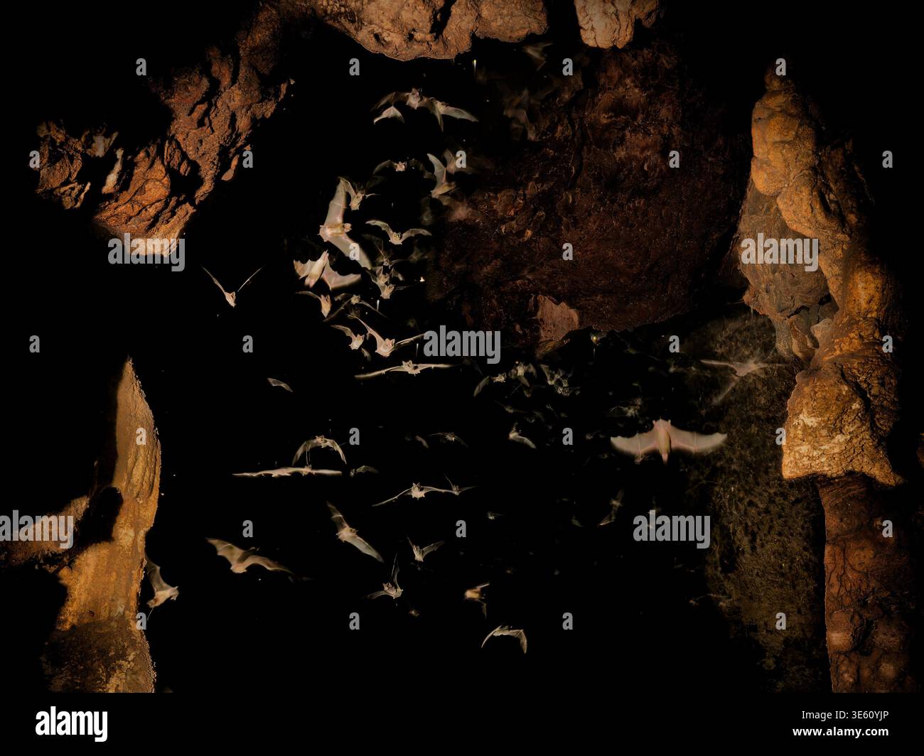 Wild bats flying inside dark limestone cave, large colony in flight ...