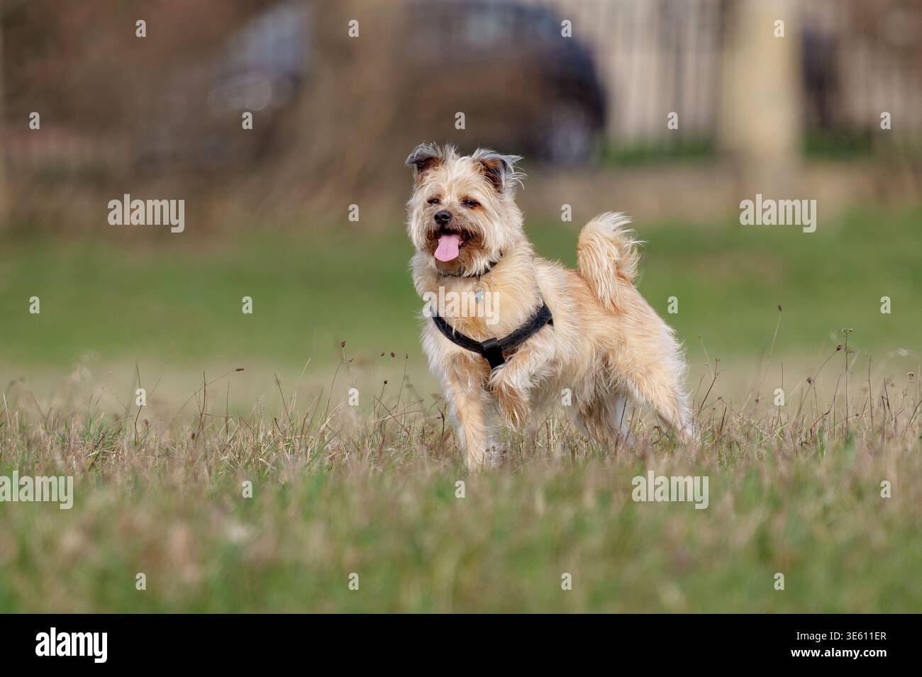 Scruffy Mixed-Breed Dog Playing Outdoors Stock Photo