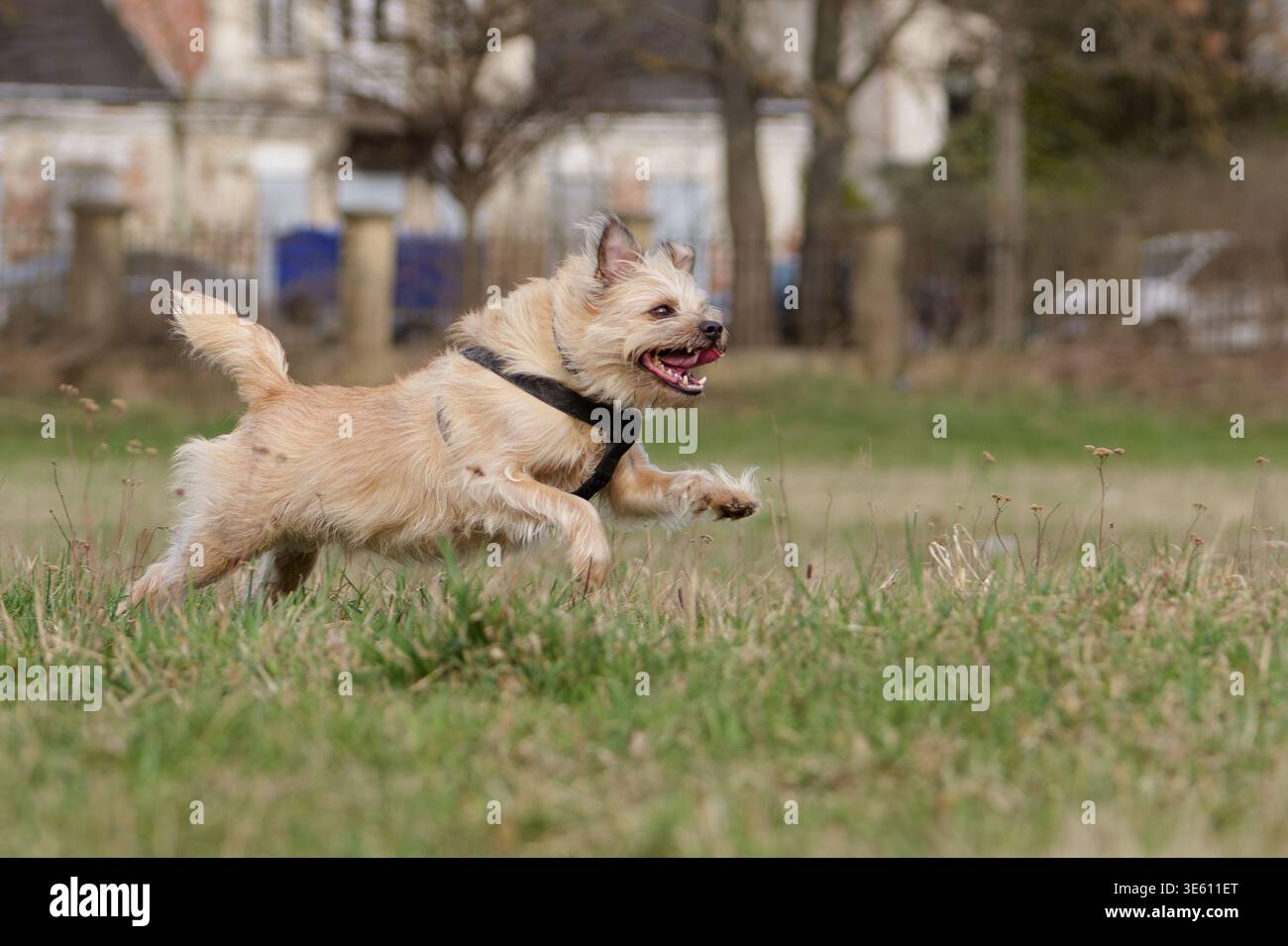 Scruffy Mixed-Breed Dog Playing Outdoors Stock Photo