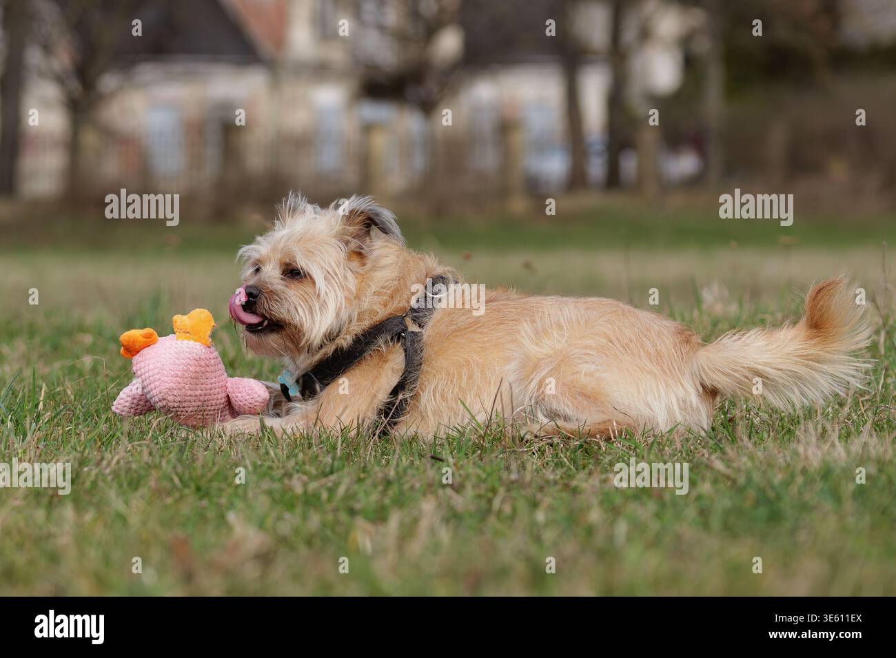 Scruffy Mixed-Breed Dog Playing Outdoors Stock Photo