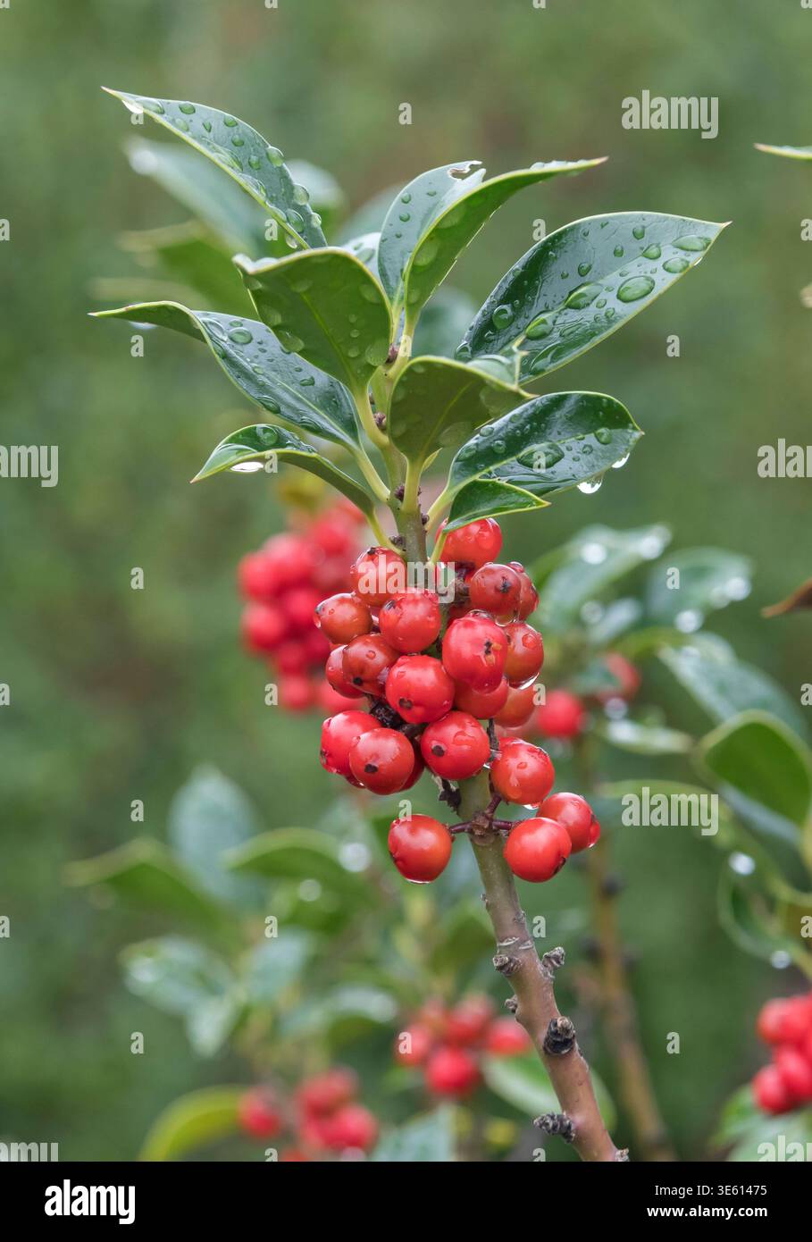 taxus baccata fastigiata robusta 200 cm Taxus baccata 'Fastigiata Robusta'