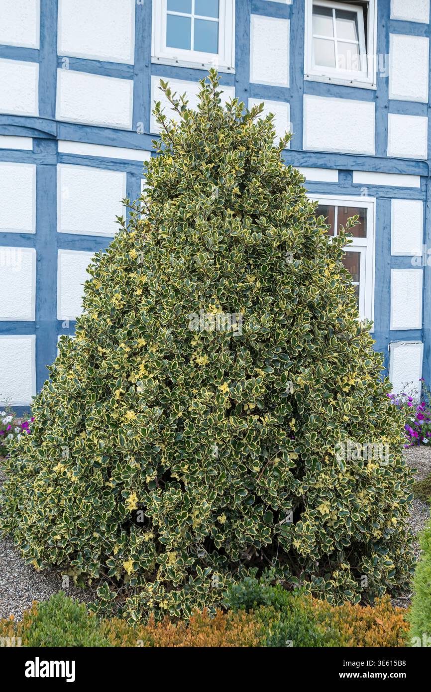 Ilex aquifolium argentea marginata hi-res stock photography and images -  Alamy