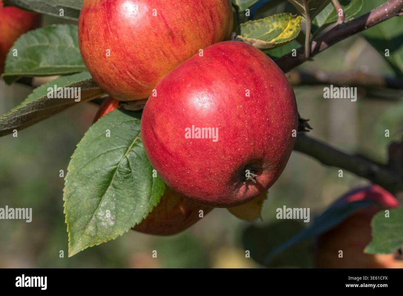 Apfel Malus domestica Muskatrenette  McPHRM *** Apple Malus domestica Muscatel McPHRM McPHRM Stock Photo