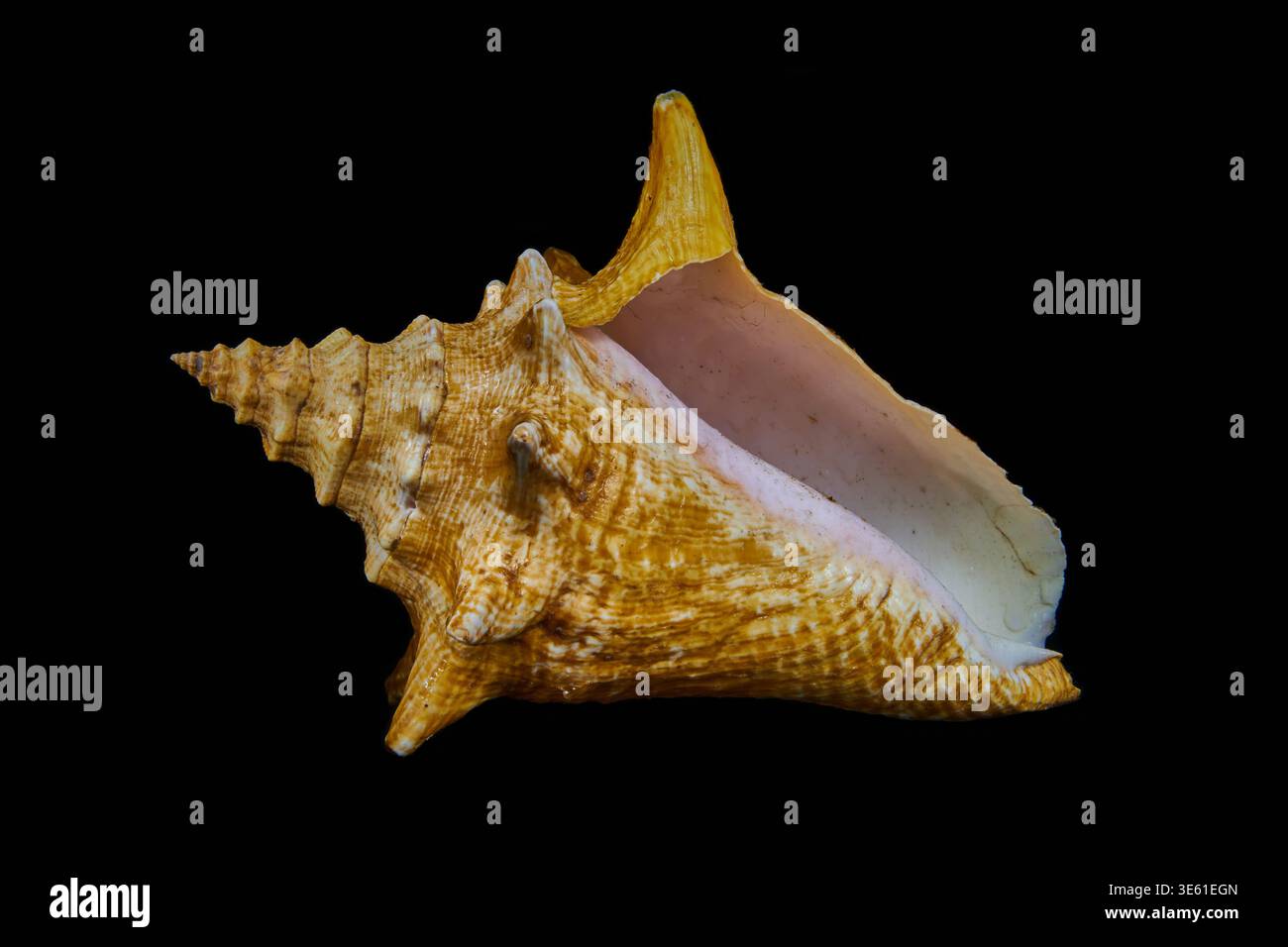 A conch shell on a black background. Stock Photo