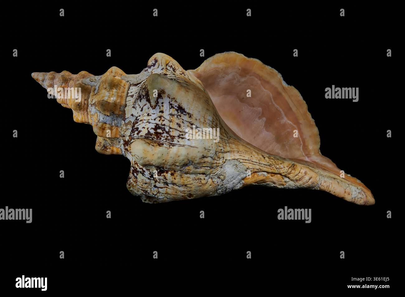 A large conch shell on a black background. Stock Photo