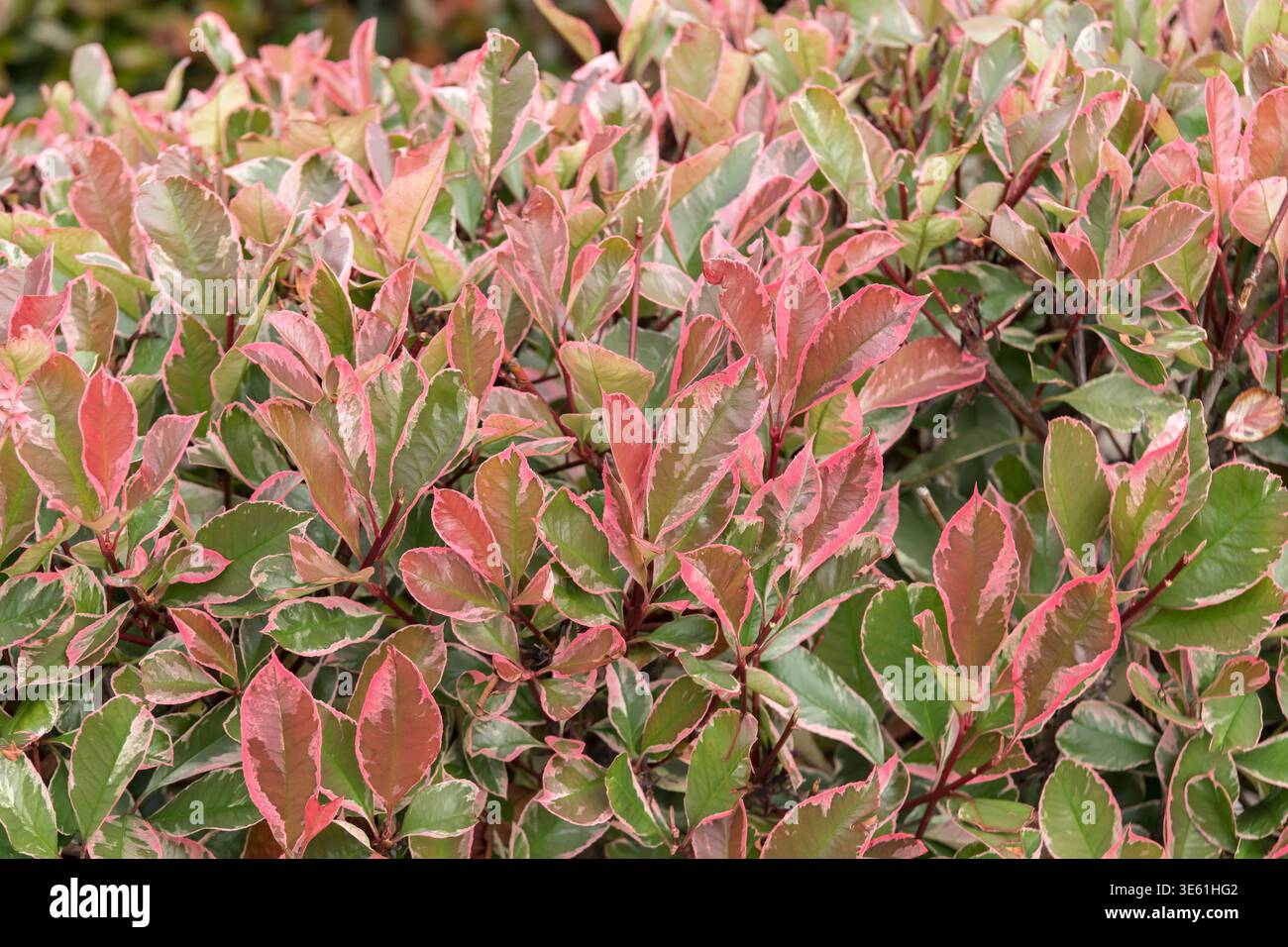 oxheart tomato plants Pink Oxheart Tomato Seeds for Planting main image 1