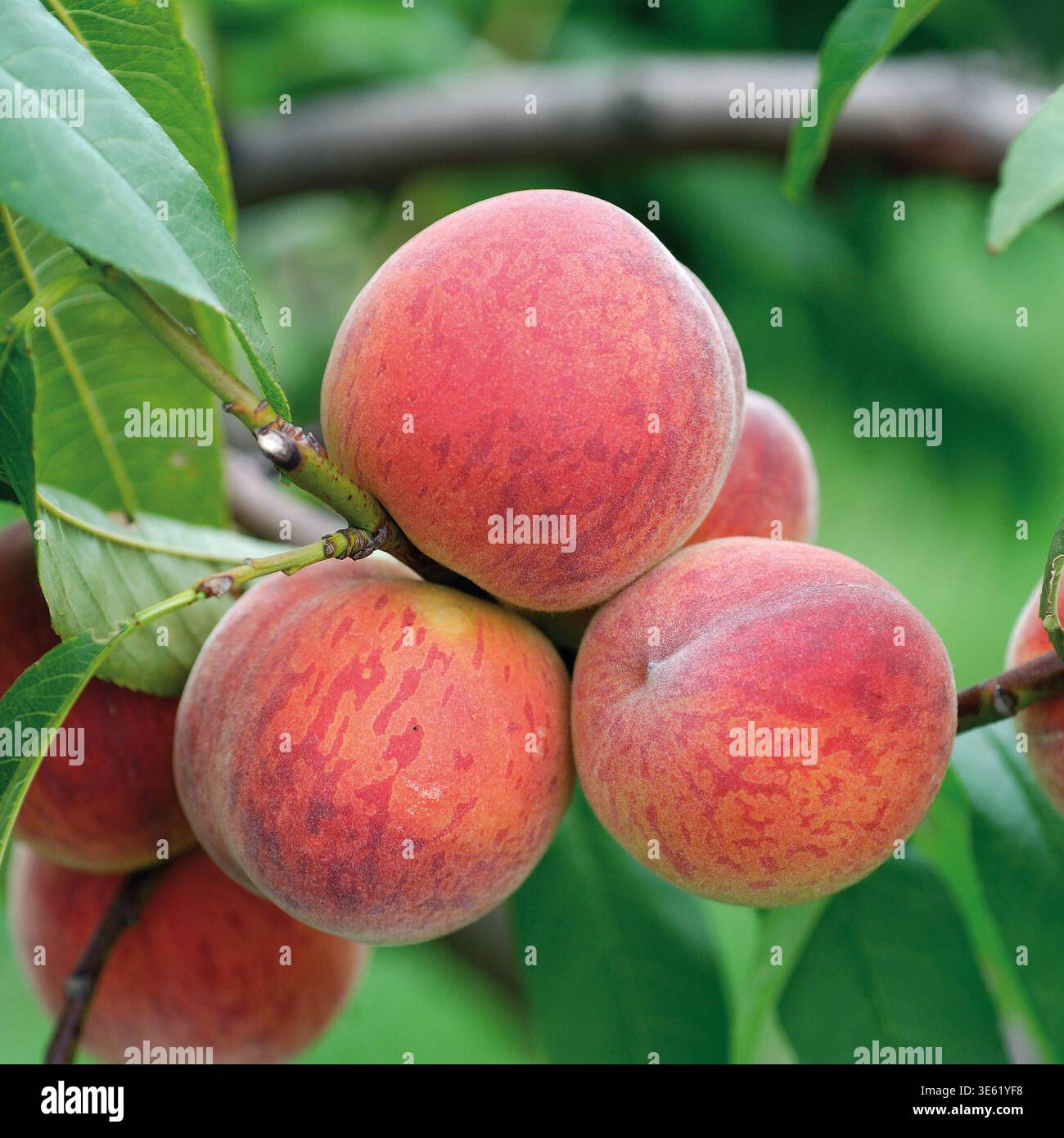 Pfirsich, Pfirsich Prunus persica Pilot  McPHRM *** Peach, peach Prunus persica Pilot McPHRM McPHRM Stock Photo