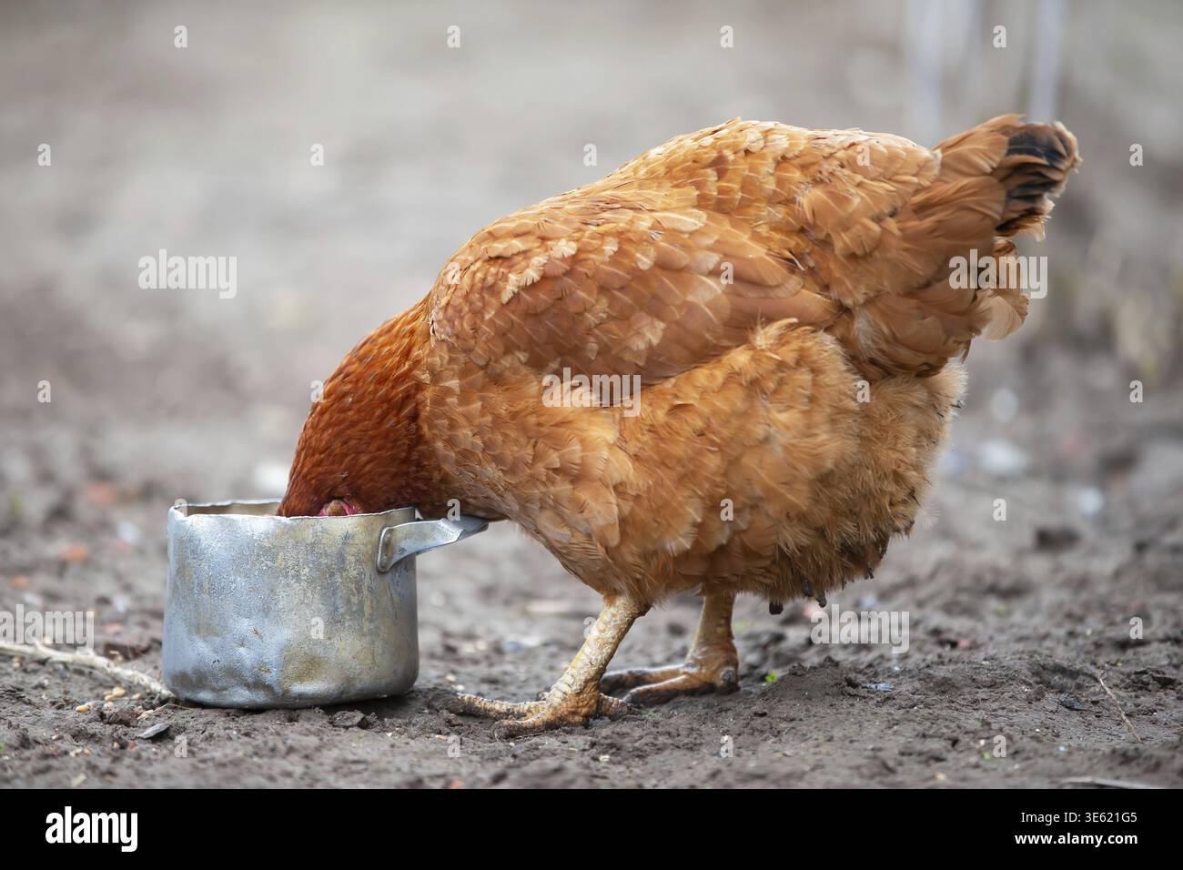Red head chicken hi-res stock photography and images - Page 7 - Alamy