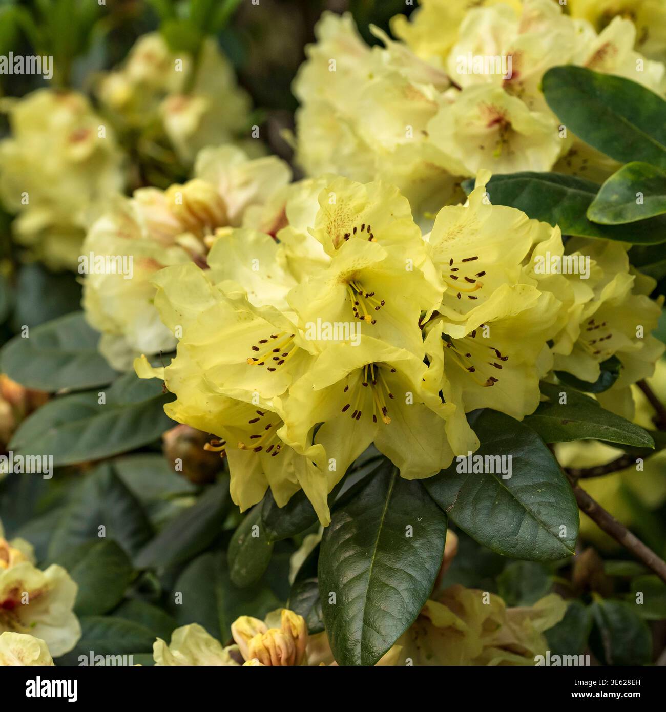 thuja brabant 160 Brabant Arborvitae main image 1
