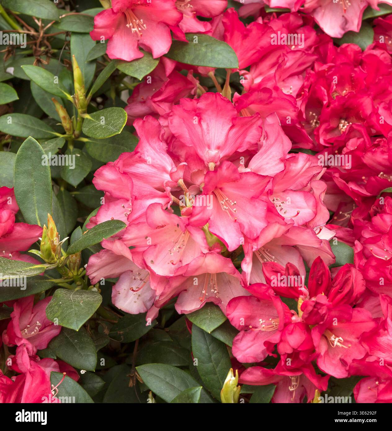 Rhododendron park bremen hi-res stock photography and images - Alamy