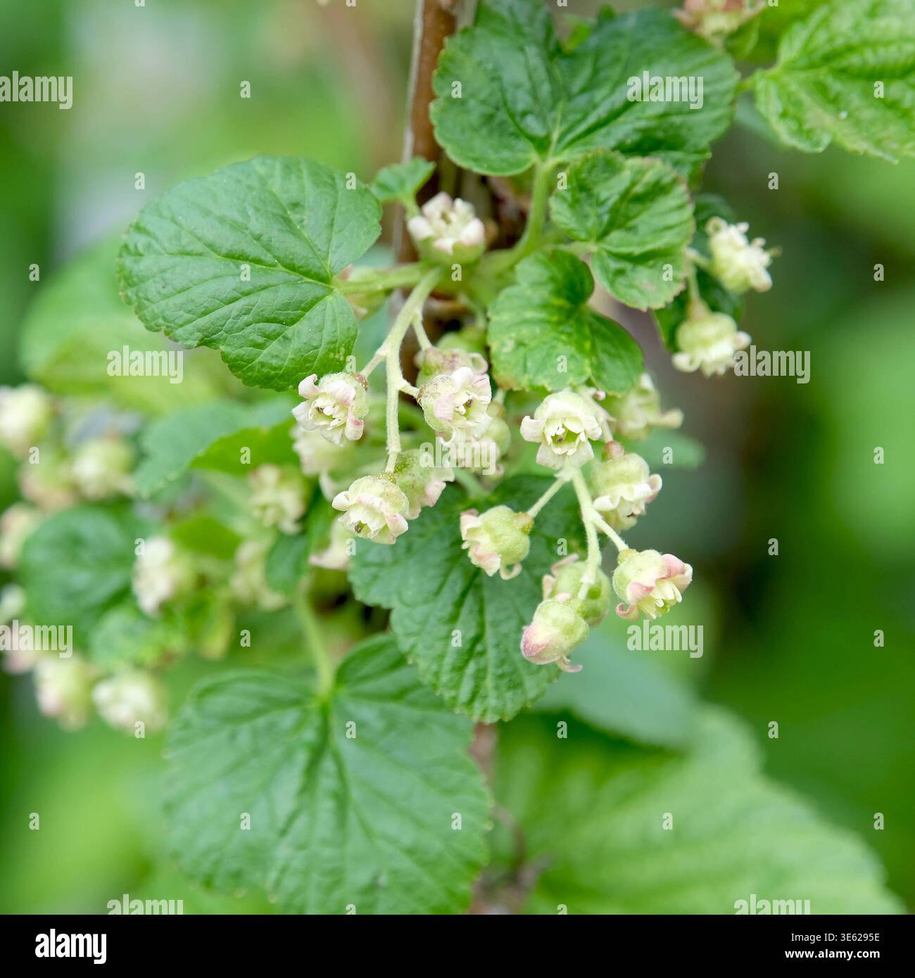 Schwarze Johannisbeere Ribes nigrum Titania  McPHRM *** Blackcurrant Ribes nigrum Titania McPHRM McPHRM  RECORD DATE NOT STATED Stock Photo
