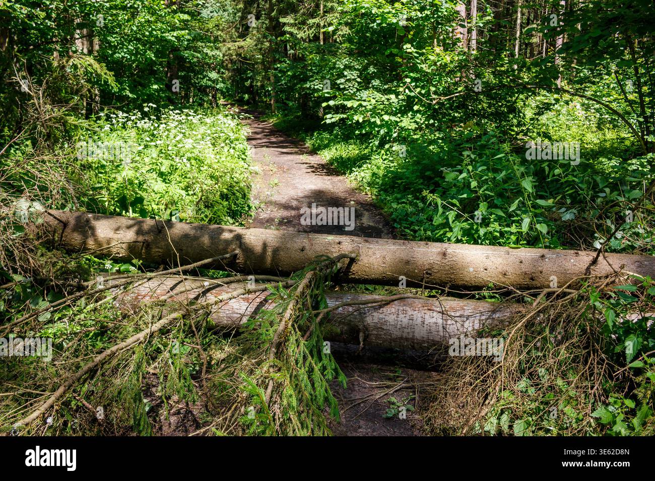 Fallen trees in the forest block a walking path Stock Photo
