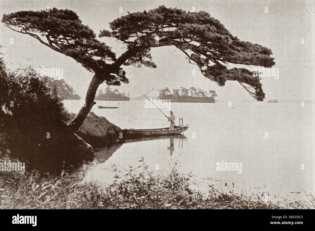 1890s Japan - Japanese Pine Tree That Looks Like a Boat