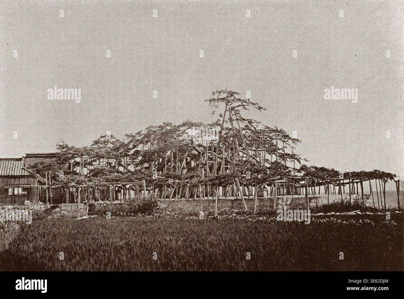 1890s Japan - Japanese Pine Tree That Looks Like a Boat