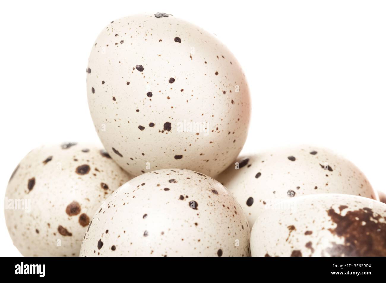 Quail spotted eggs isolated macro with white background Stock Photo
