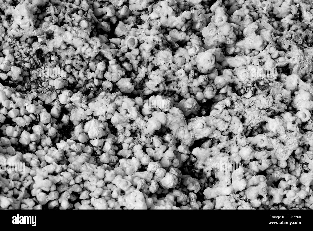 Top view of small grey pebbles or lichen texture. Seamless natural ...
