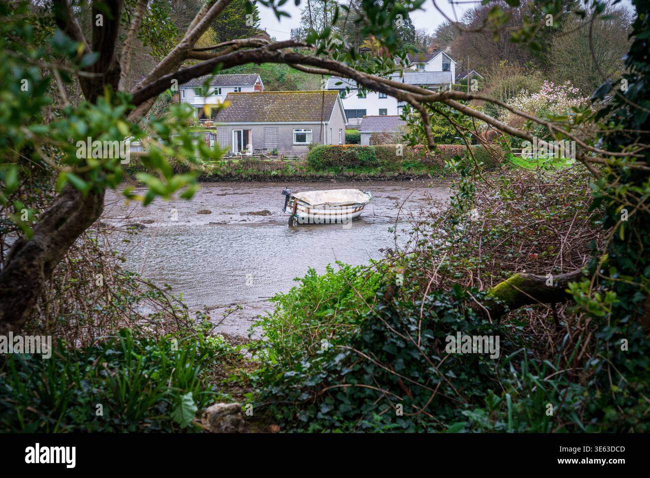 Traditional boat resting on mudflats at low tide in Lerryn estuary, Cornwall, UK, framed by greenery Stock Photo