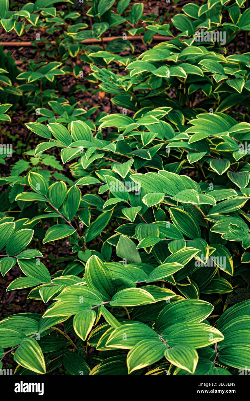 Background with bright, saturated green leaves, abstract background Stock Photo