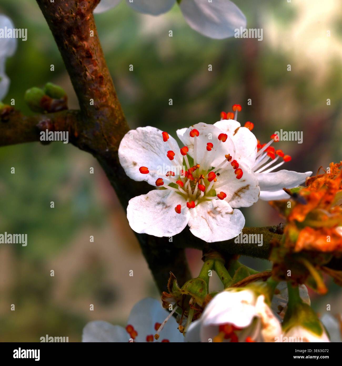 Flower of Prunus domestica, the Damson plum tree. Stock Photo