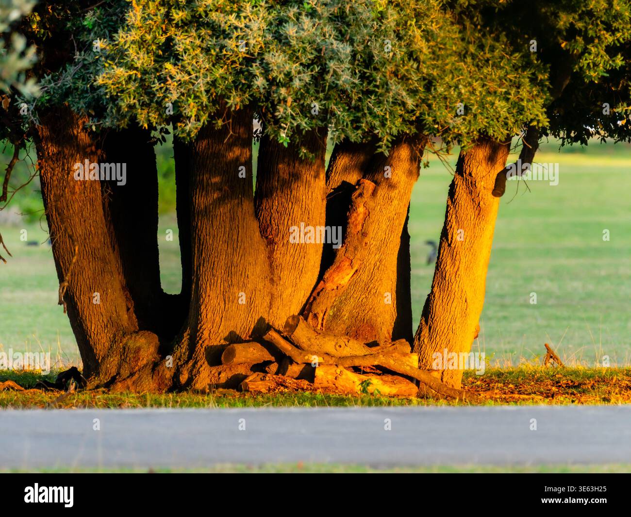 Vegatation bunch of trees evening sunset warm light in Brijuni national park, Croatia Europe Stock Photo