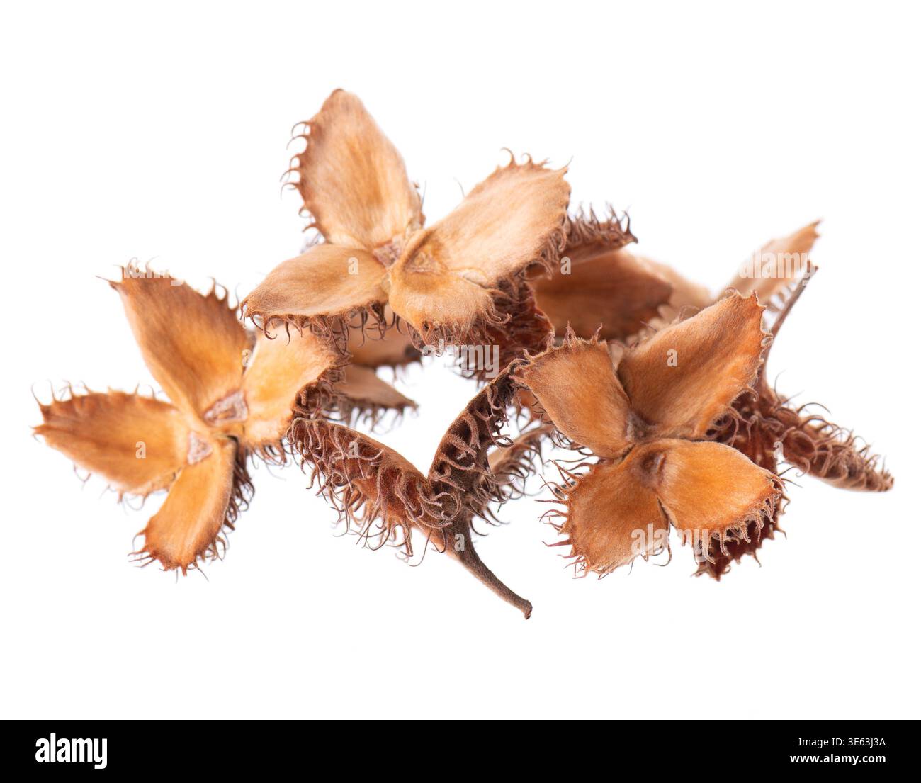 Beechnuts seeds isolated on white background. European beech nuts or Fagus  sylvatica. Clipping path Stock Photo - Alamy