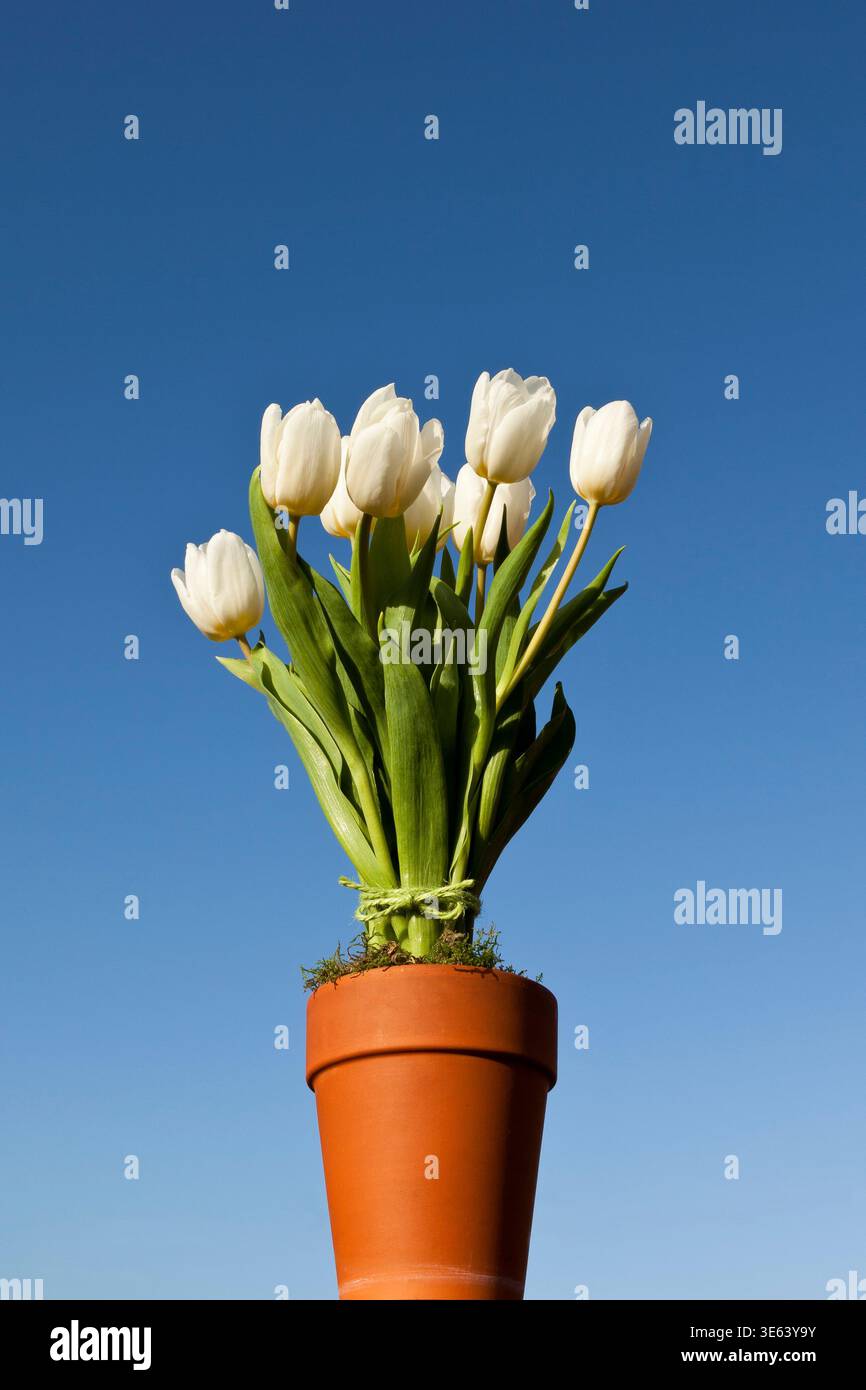 White tulips arranged in a terracotta pot Stock Photo